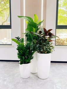 优质服务加持,北仑盆景租摆,装点美好环境!